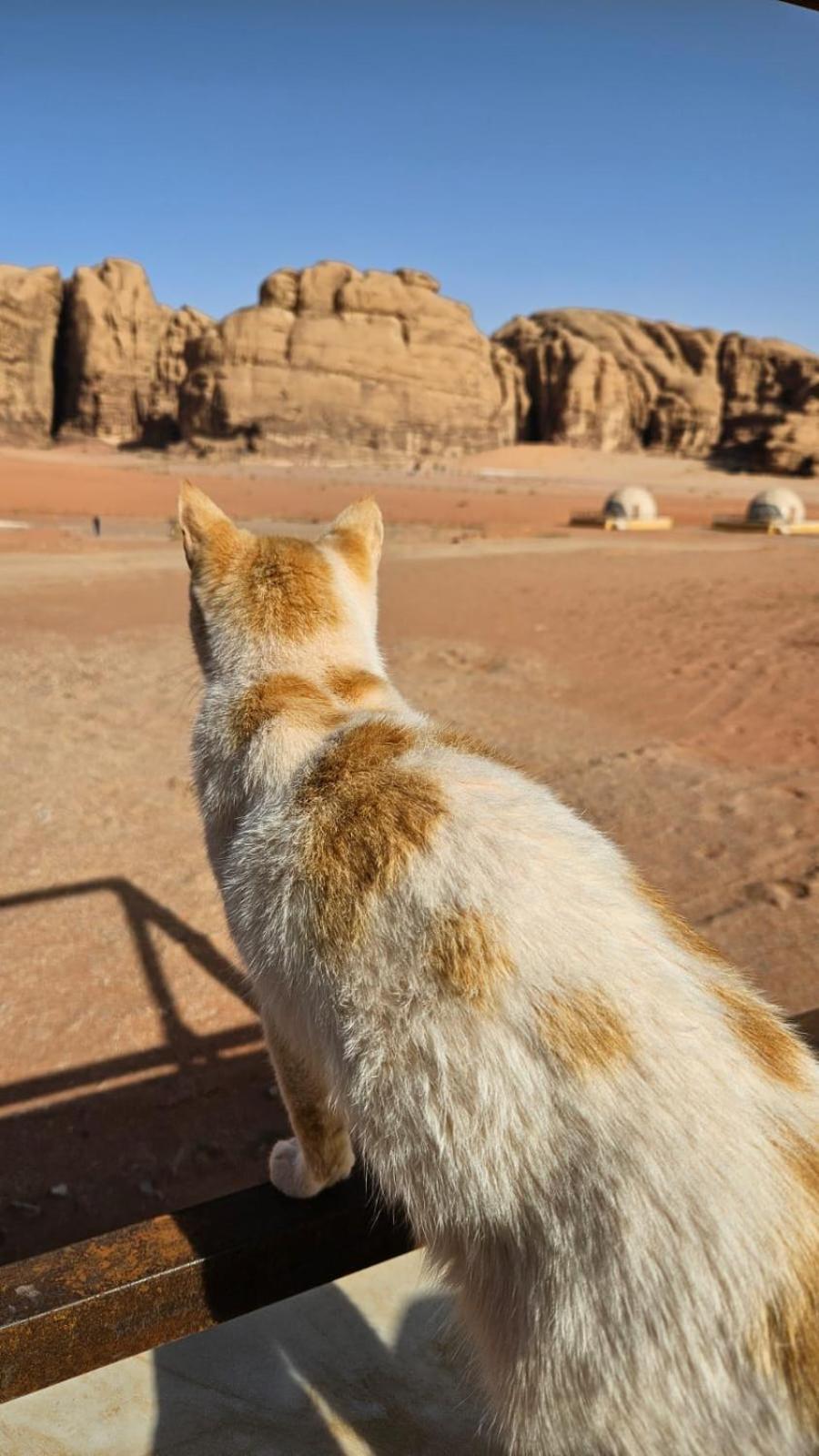 Bubble Rumcamp Wadi Rum Exteriör bild