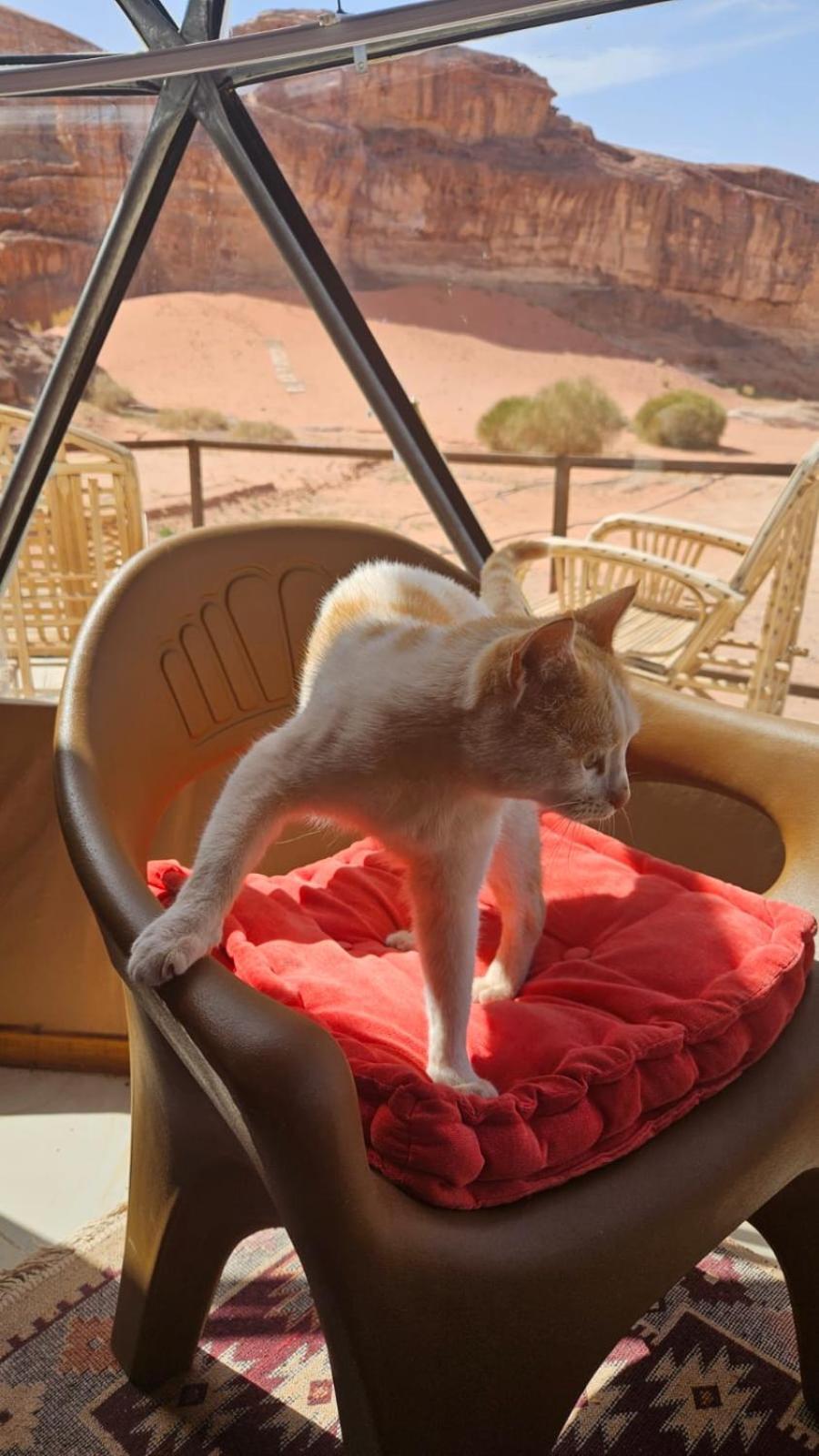 Bubble Rumcamp Wadi Rum Exteriör bild